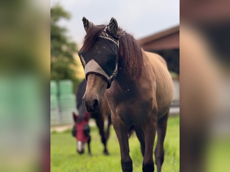 Deutsches Reitpony Mix Stute 1 Jahr Buckskin in Berg (Pfalz)