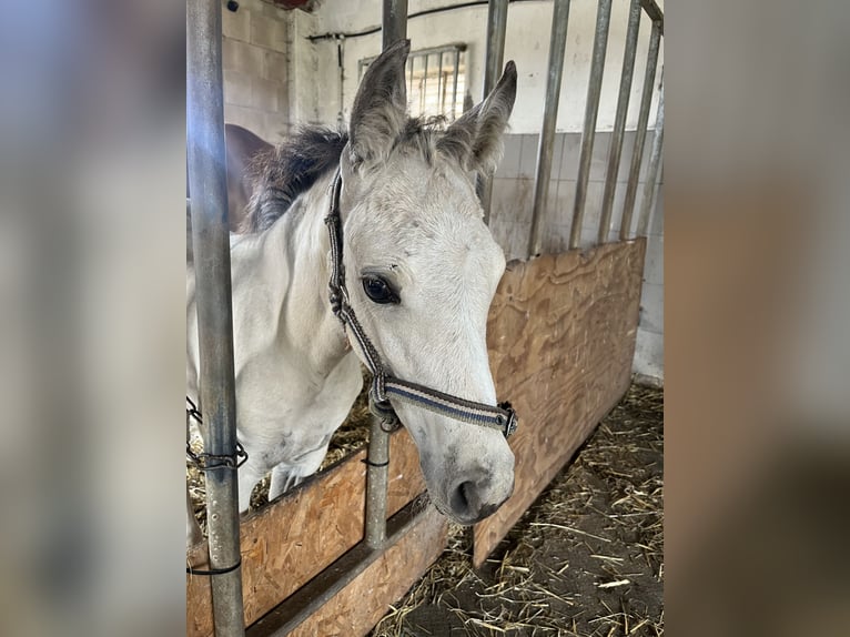 Deutsches Reitpony Stute 1 Jahr Buckskin in Neuengörs