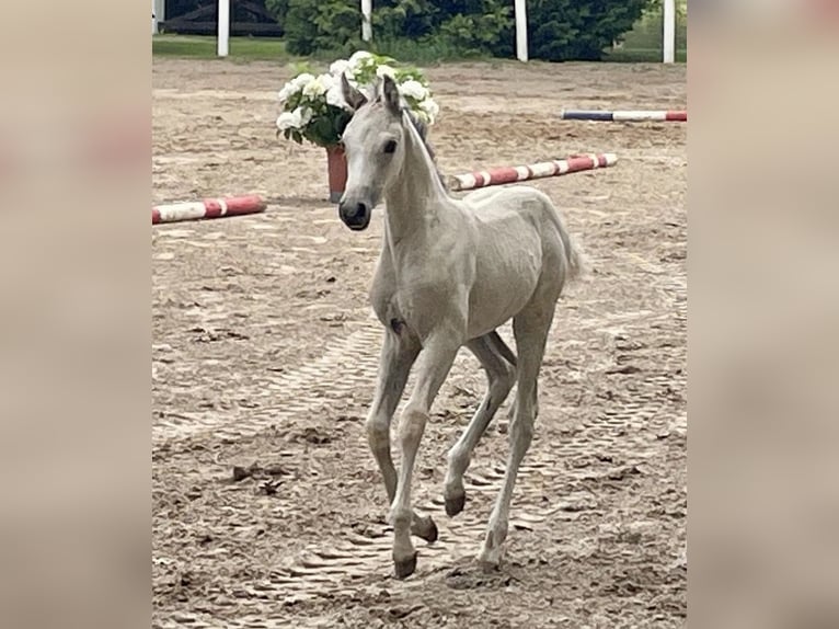 Deutsches Reitpony Stute 1 Jahr Buckskin in Neuengörs