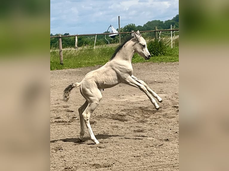 Deutsches Reitpony Stute 1 Jahr Buckskin in Neuengörs