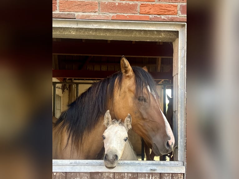 Deutsches Reitpony Stute 1 Jahr Buckskin in Neuengörs