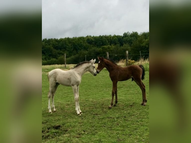 Deutsches Reitpony Stute 1 Jahr Buckskin in Neuengörs