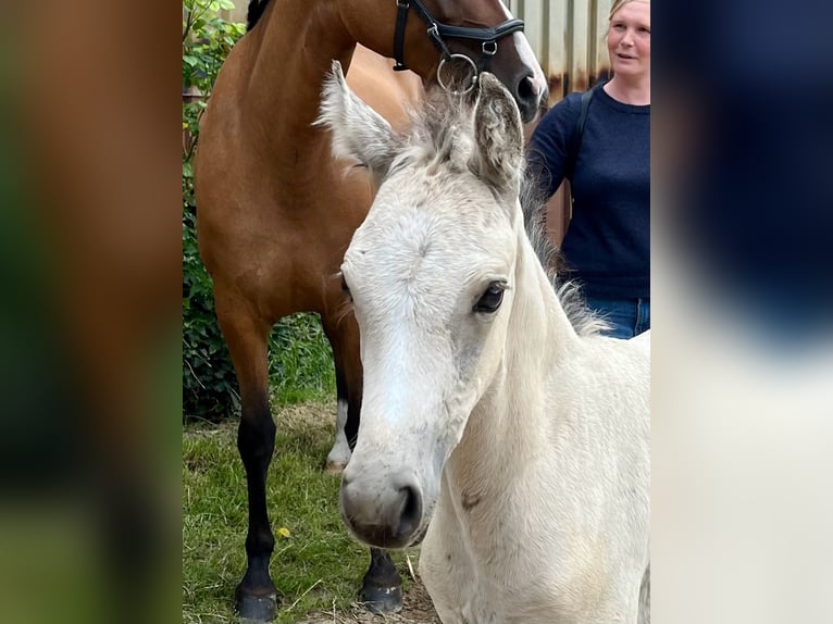 Deutsches Reitpony Stute 1 Jahr Buckskin in Neuengörs