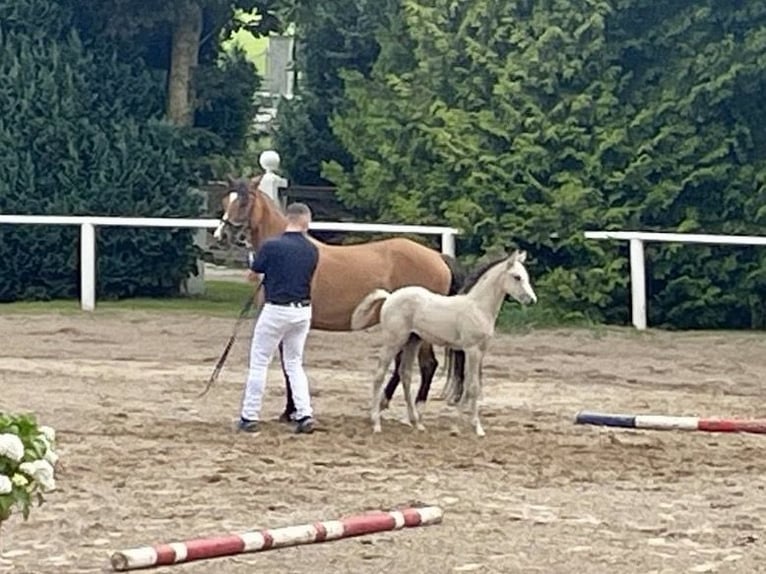 Deutsches Reitpony Stute 1 Jahr Buckskin in Neuengörs