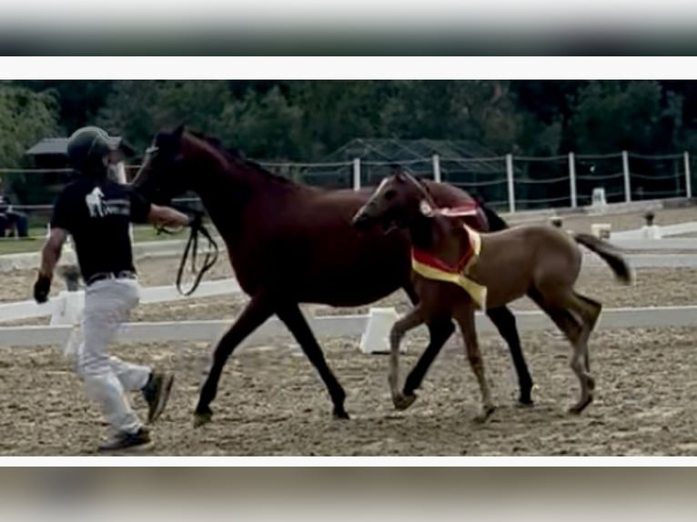 Deutsches Reitpony Stute 1 Jahr Buckskin in Pitten