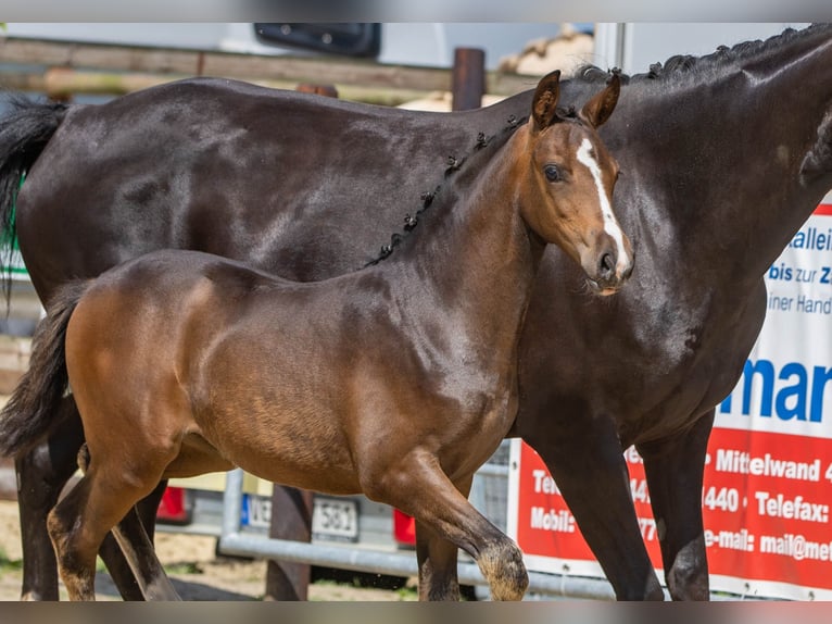 Deutsches Reitpony Stute 1 Jahr Dunkelbrauner in Lohne (Oldenburg)