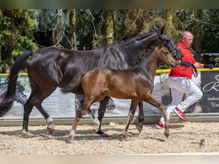 Deutsches Reitpony Stute 1 Jahr Dunkelbrauner in Lohne (Oldenburg)