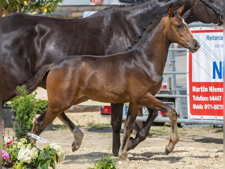 Deutsches Reitpony Stute 1 Jahr Dunkelbrauner in Lohne (Oldenburg)