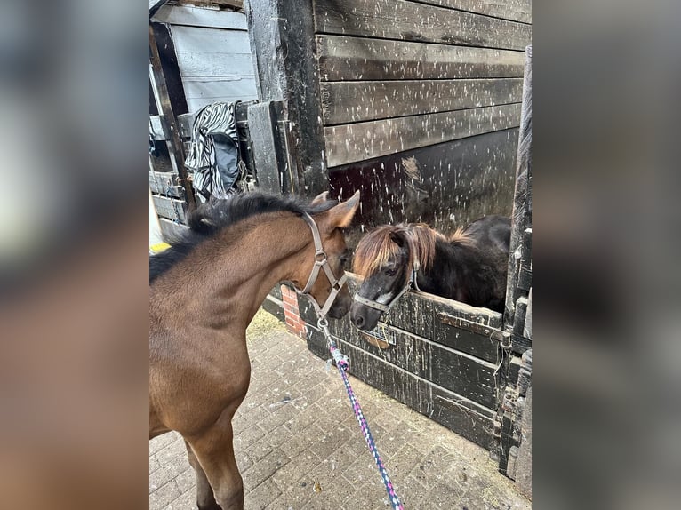 Deutsches Reitpony Stute 1 Jahr Dunkelbrauner in Norderney