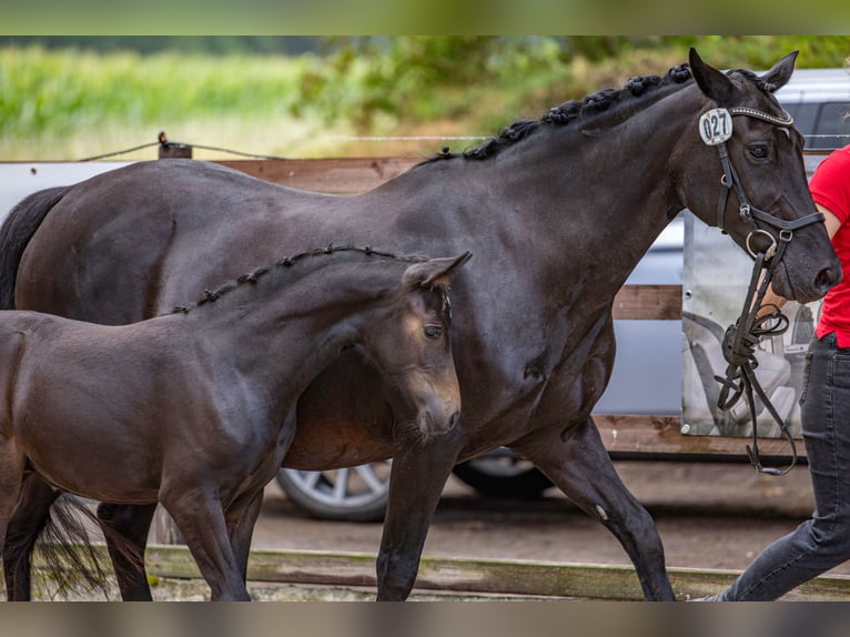 Deutsches Reitpony Stute 1 Jahr Dunkelbrauner in Alfhausen