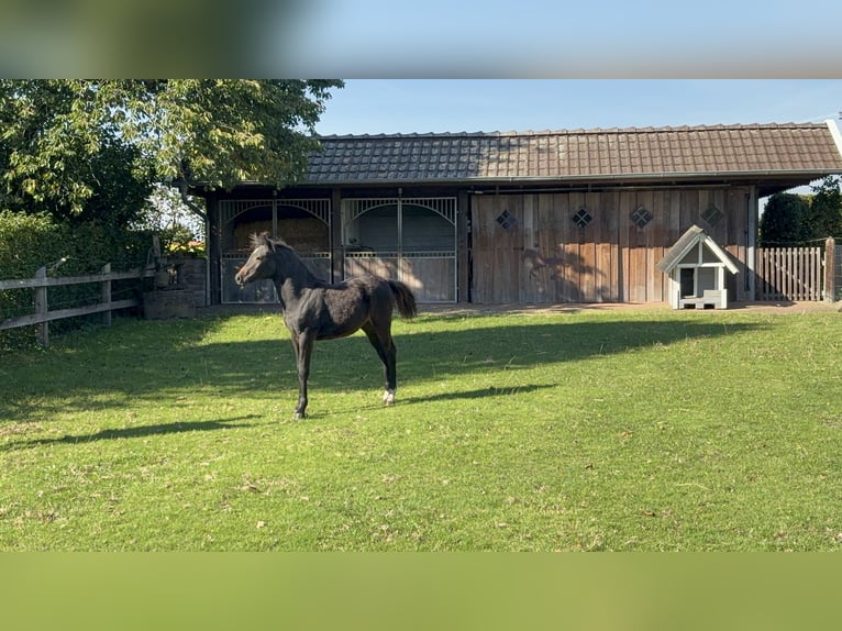 Deutsches Reitpony Stute 1 Jahr Dunkelbrauner in Alfhausen