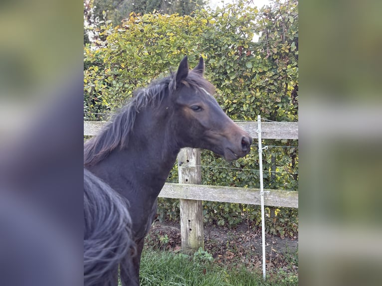 Deutsches Reitpony Stute 1 Jahr Dunkelbrauner in Alfhausen