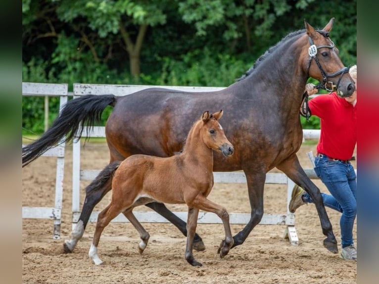 Deutsches Reitpony Stute 1 Jahr Dunkelbrauner in Varel