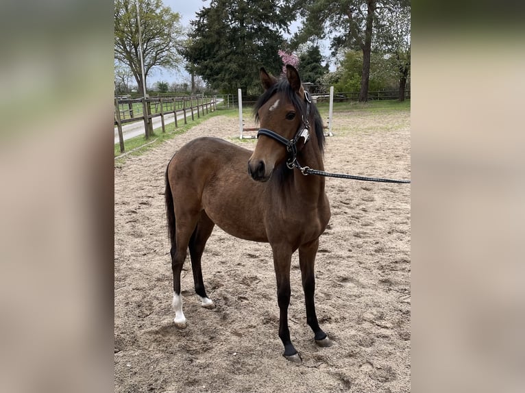 Deutsches Reitpony Stute 1 Jahr Dunkelbrauner in Varel