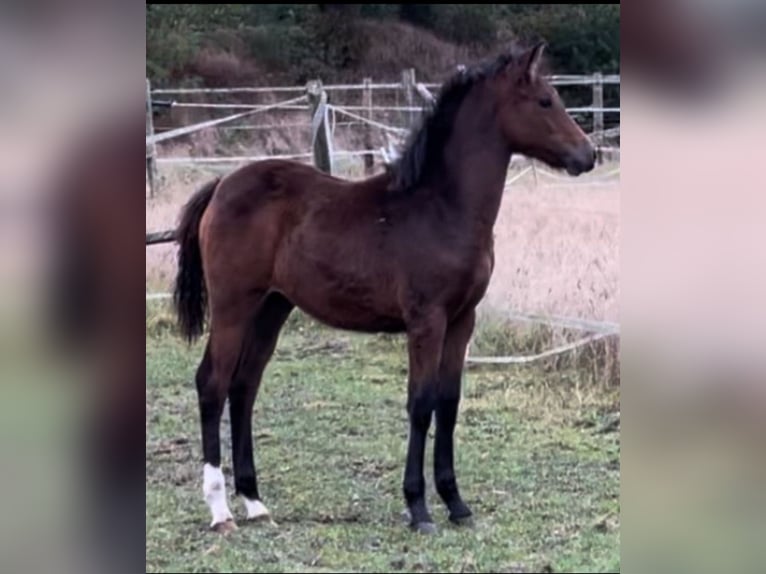 Deutsches Reitpony Stute 1 Jahr Dunkelbrauner in Varel