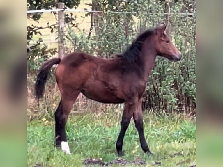 Deutsches Reitpony Stute 1 Jahr Dunkelbrauner in Varel