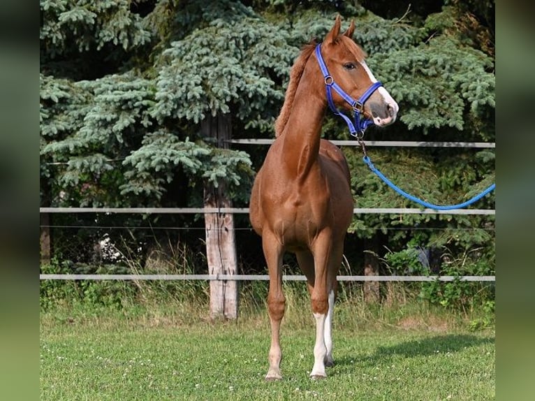 Deutsches Reitpony Stute 1 Jahr Dunkelfuchs in Reichenwalde