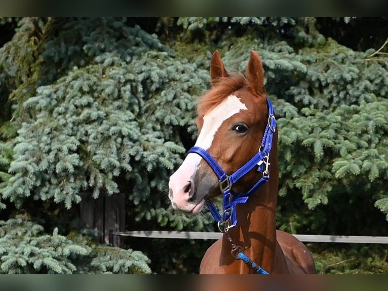 Deutsches Reitpony Stute 1 Jahr Dunkelfuchs in Reichenwalde
