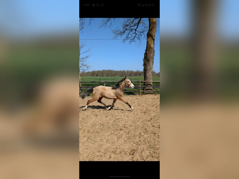 Deutsches Reitpony Stute 1 Jahr Falbe in Vreden