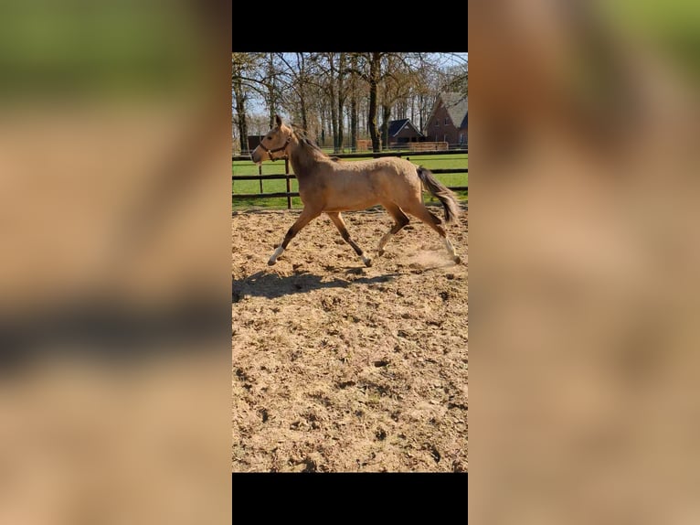 Deutsches Reitpony Stute 1 Jahr Falbe in Vreden