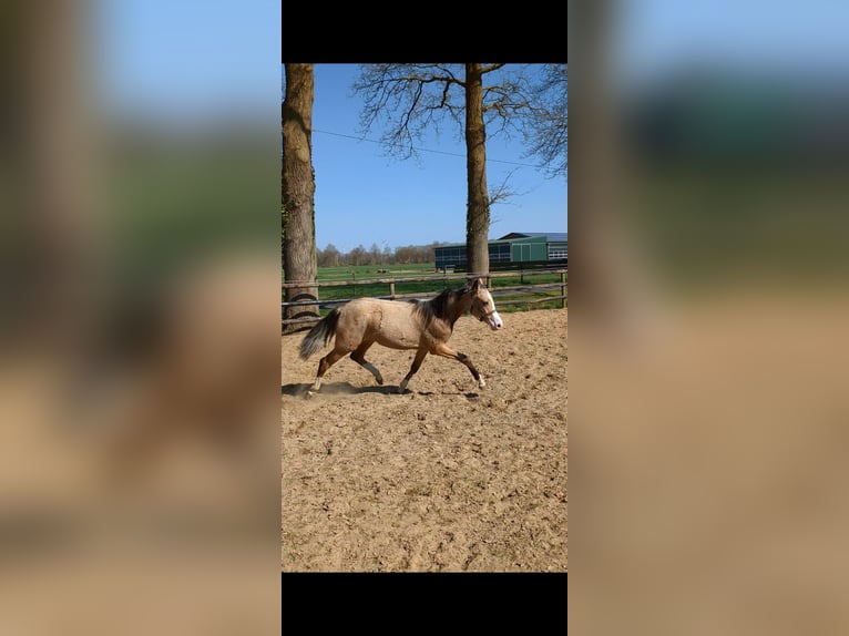 Deutsches Reitpony Stute 1 Jahr Falbe in Vreden