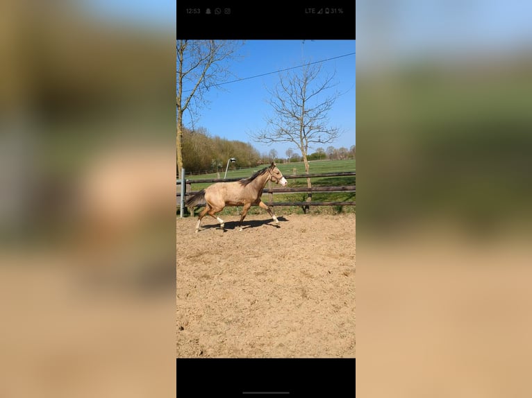 Deutsches Reitpony Stute 1 Jahr Falbe in Vreden