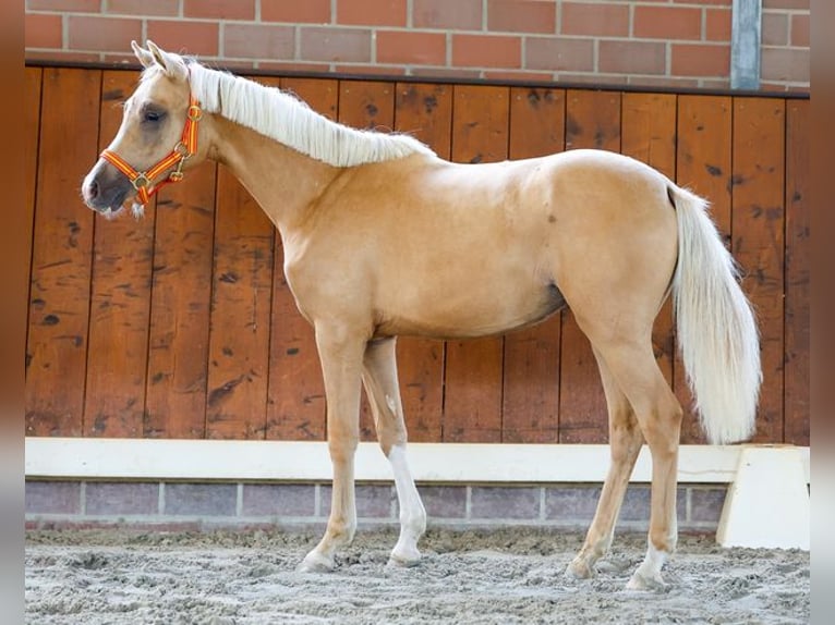 Deutsches Reitpony Stute 1 Jahr Fuchs in Cappeln