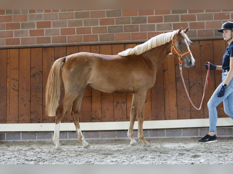 Deutsches Reitpony Stute 1 Jahr Fuchs in Cappeln