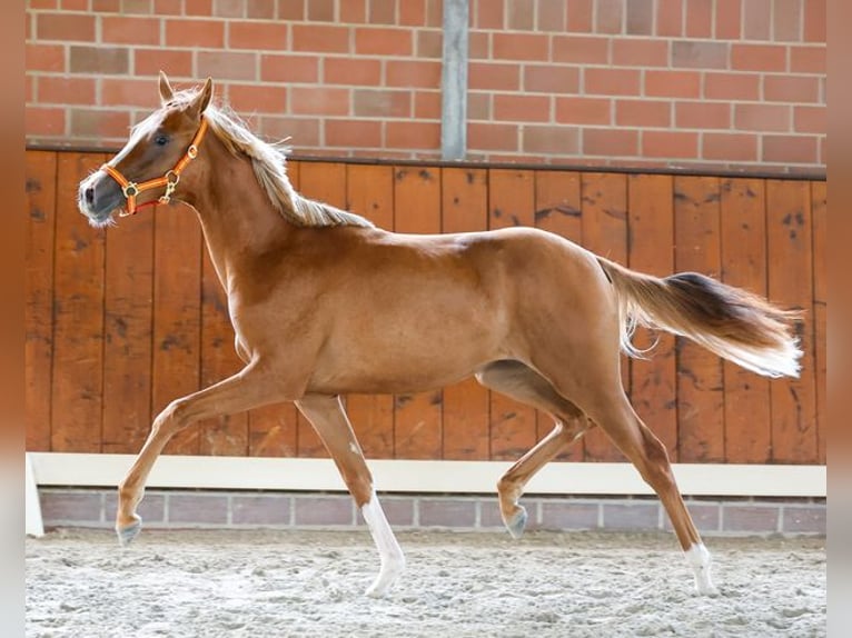 Deutsches Reitpony Stute 1 Jahr Fuchs in Cappeln