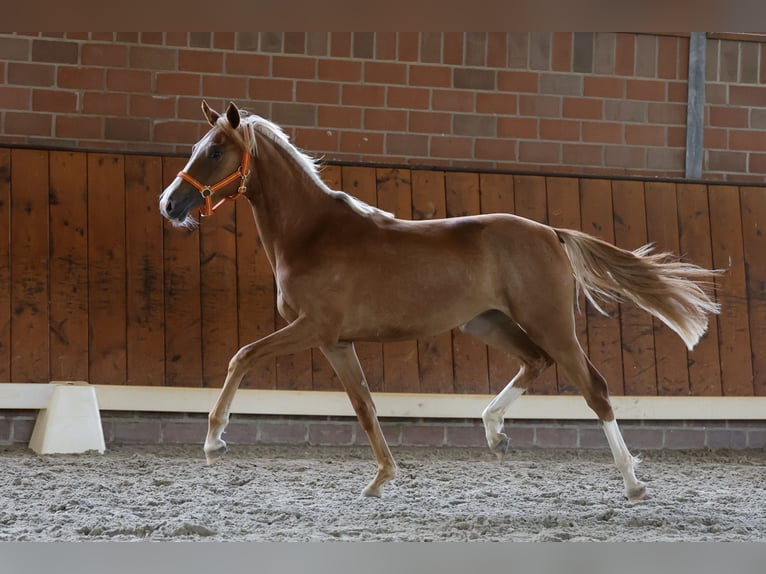 Deutsches Reitpony Stute 1 Jahr Fuchs in Cappeln