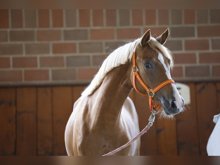 Deutsches Reitpony Stute 1 Jahr Fuchs in Cappeln
