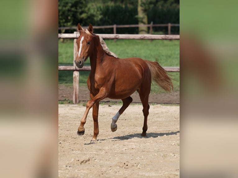 Deutsches Reitpony Stute 1 Jahr Fuchs in Nordhorn