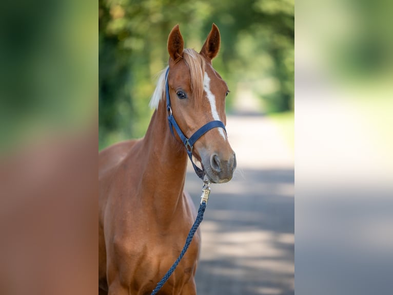 Deutsches Reitpony Stute 1 Jahr Fuchs in Nordhorn