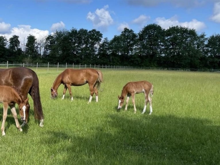 Deutsches Reitpony Stute 1 Jahr Fuchs in Bösel
