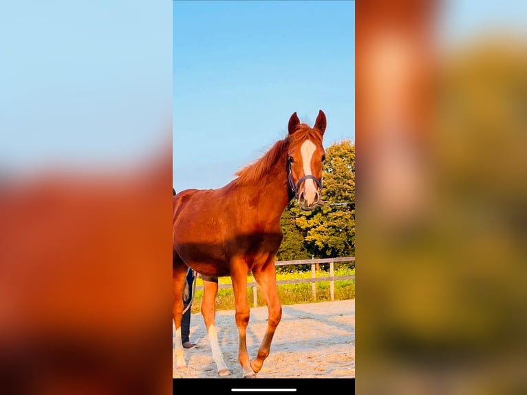 Deutsches Reitpony Stute 1 Jahr Fuchs in Bösel