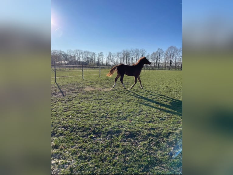 Deutsches Reitpony Stute 1 Jahr Fuchs in Bösel