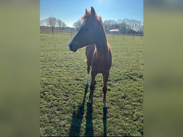 Deutsches Reitpony Stute 1 Jahr Fuchs in Bösel