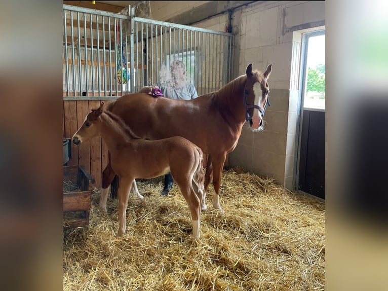 Deutsches Reitpony Stute 1 Jahr Fuchs in Bösel