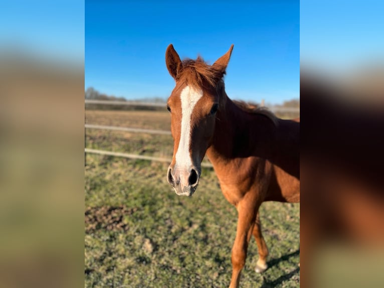 Deutsches Reitpony Stute 1 Jahr Fuchs in Bösel