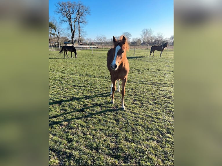 Deutsches Reitpony Stute 1 Jahr Fuchs in Bösel