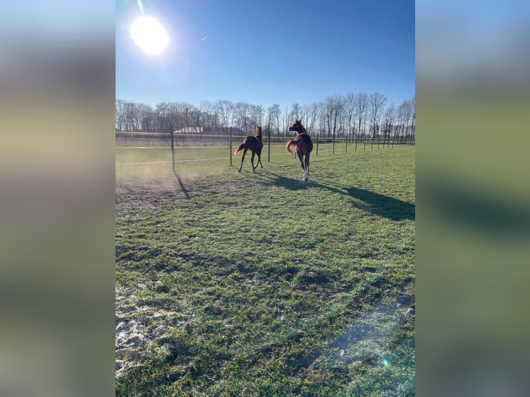 Deutsches Reitpony Stute 1 Jahr Fuchs in Bösel
