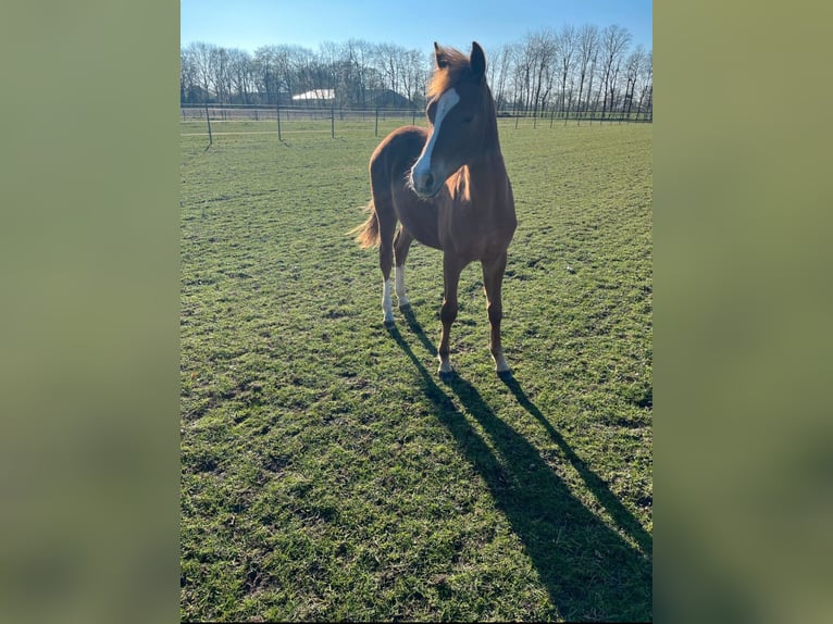Deutsches Reitpony Stute 1 Jahr Fuchs in Bösel