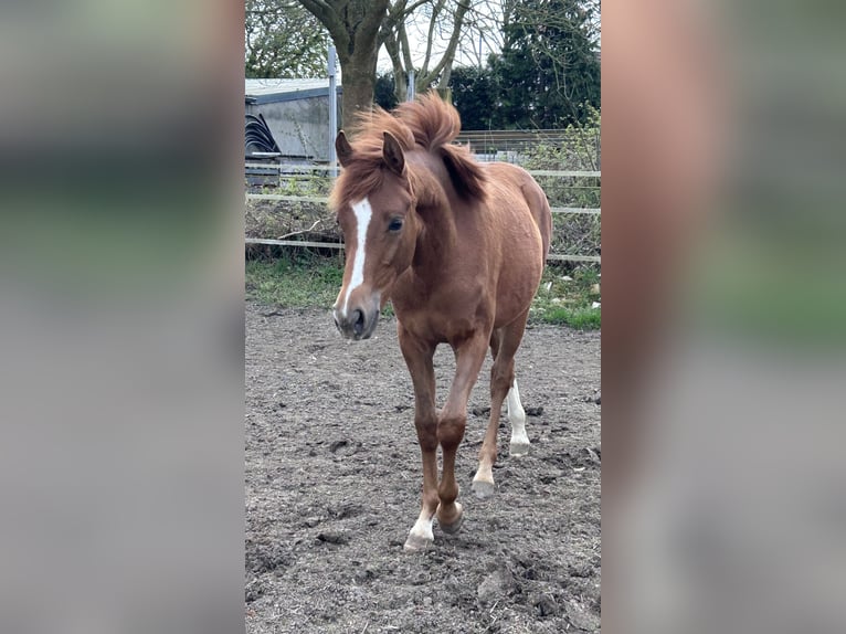 Deutsches Reitpony Stute 1 Jahr Fuchs in Rommerskirchen