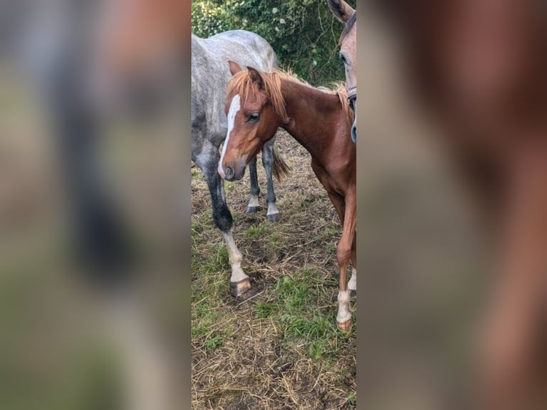 Deutsches Reitpony Stute 1 Jahr Fuchs in Libbesdorf