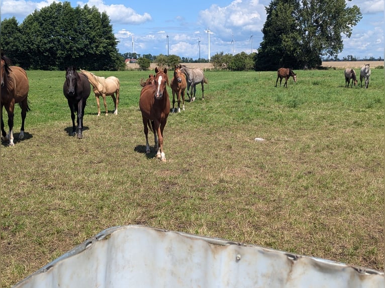 Deutsches Reitpony Stute 1 Jahr Fuchs in Libbesdorf