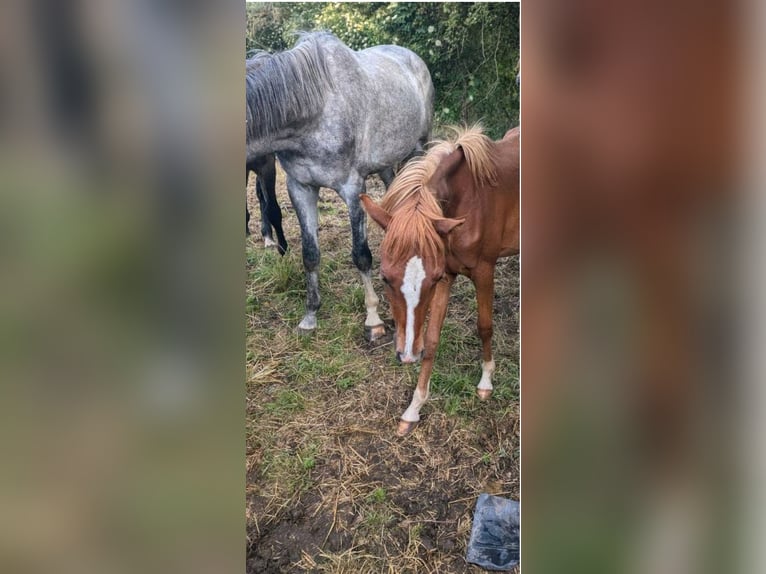 Deutsches Reitpony Stute 1 Jahr Fuchs in Libbesdorf