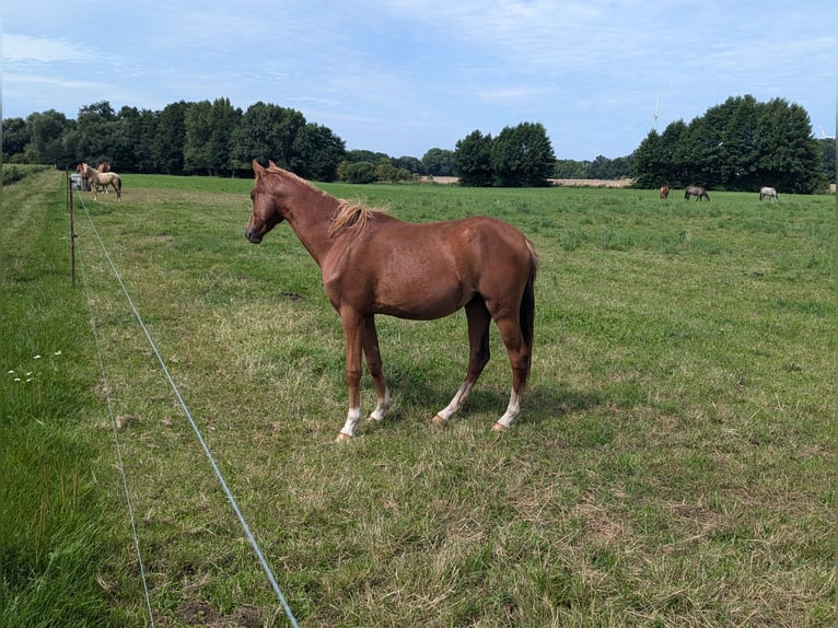 Deutsches Reitpony Stute 1 Jahr Fuchs in Libbesdorf