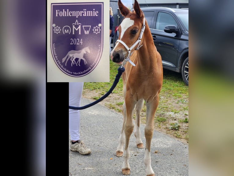 Deutsches Reitpony Stute 1 Jahr in Lubmin
