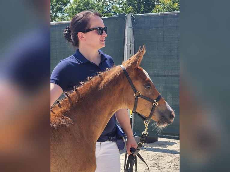 Deutsches Reitpony Stute 1 Jahr in Lubmin