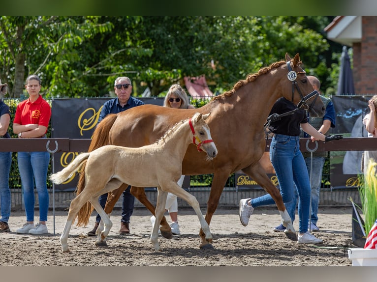Deutsches Reitpony Stute 1 Jahr Palomino in Cappeln